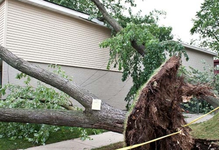 Wind Damage